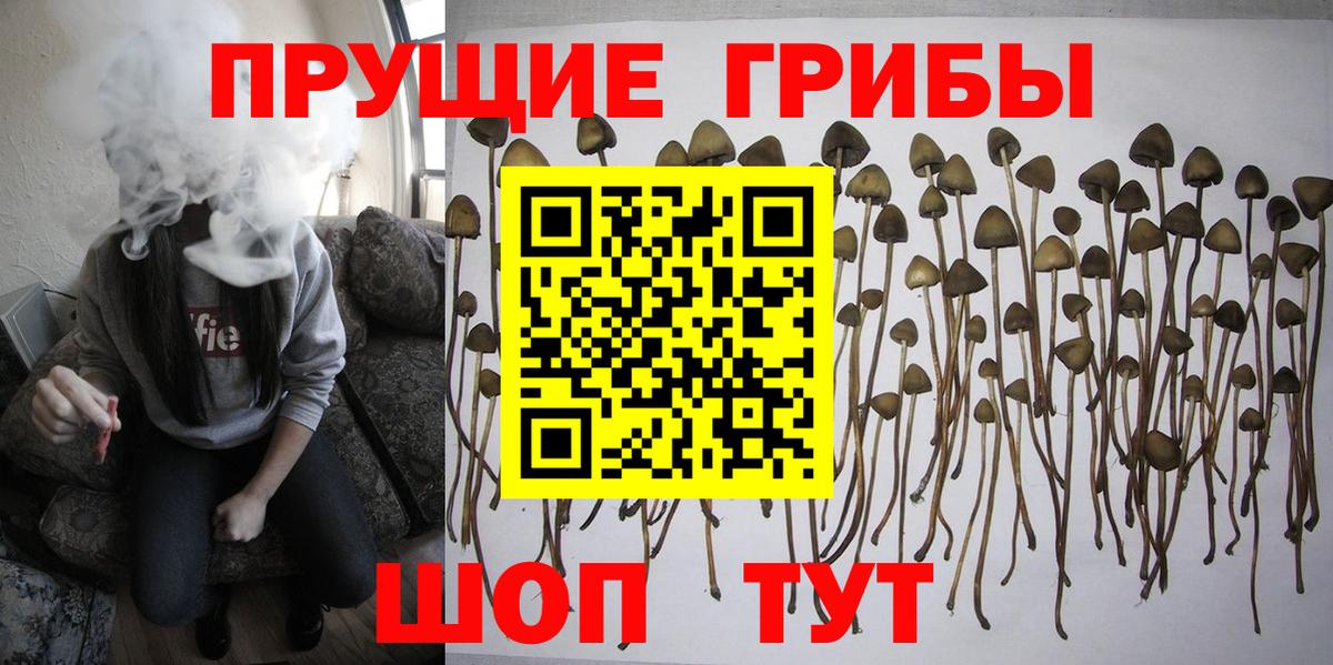 Галлюциногенные грибы Psilocybe  Галлюциногенные грибы прущие грибы  дарнет шоп  Изобильный  Вход с VPN 